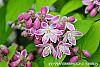 Deutzia 'Monzia' flowers