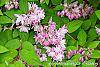 Deutzia 'Monzia' flowers