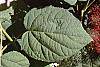 Hydrangea arborescens leaves