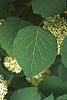 Hydrangea arborescens leaves