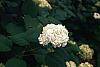 Hydrangea arborescens flowers