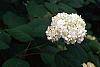 Hydrangea arborescens flowers