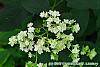 Hydrangea arborescens 'Hayes Starburst' flowers