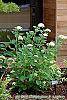 Hydrangea arborescens 'Dardom' habit
