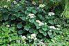 Hydrangea arborescens 'Dardom' habit
