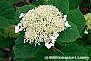 Hydrangea arborescens 'Dardom' flowers
