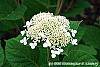 Hydrangea arborescens 'Dardom' flowers