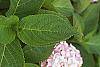 Hydrangea macrophylla leaves