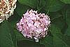 Hydrangea macrophylla flowers