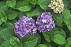 Hydrangea macrophylla flowers