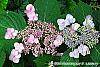Hydrangea macrophylla 'Blue Billow' flowers