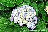 Hydrangea macrophylla 'Blue Danube' flowers