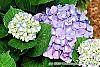 Hydrangea macrophylla 'Blue Danube' flowers