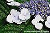 Hydrangea macrophylla 'Blaumeise' flowers
