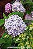 Hydrangea macrophylla 'Bailmer' flowers