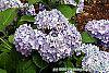 Hydrangea macrophylla 'Bailmer' flowers