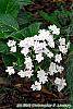 Hydrangea macrophylla 'Fuji-no-taki' flowers