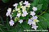 Hydrangea macrophylla 'Fuji-no-taki' flowers
