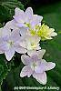 Hydrangea macrophylla 'Fuji-no-taki' flowers
