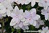 Hydrangea macrophylla 'Fuji-no-taki' flowers