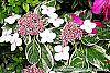 Hydrangea macrophylla 'Mariesii' flowers