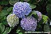 Hydrangea macrophylla 'Merritt's Supreme' flowers