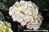Hydrangea macrophylla 'Soeur Therese' flowers
