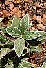 Hydrangea macrophylla 'Variegata' leaves