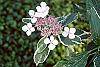 Hydrangea macrophylla 'Variegata' flowers