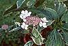 Hydrangea macrophylla 'Variegata' flowers