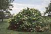 Hydrangea paniculata habit