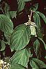 Hydrangea paniculata leaves