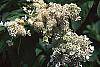 Hydrangea paniculata flowers