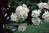 Hydrangea paniculata flowers