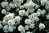 Hydrangea paniculata flowers