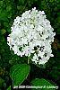 Hydrangea paniculata 'Little Lamb' flowers