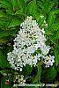 Hydrangea paniculata 'Little Lamb' flowers