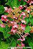 Hydrangea paniculata 'Bulk' flowers