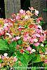 Hydrangea paniculata 'Bulk' flowers