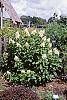 Hydrangea paniculata 'Tardiva' habit