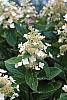 Hydrangea paniculata 'Tardiva' flowers