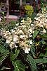 Hydrangea paniculata 'Tardiva' flowers