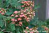 Hydrangea quercifolia