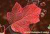 Hydrangea quercifolia fall color