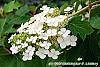Hydrangea quercifolia 'Pee Wee' flowers