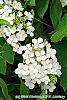Hydrangea quercifolia 'Pee Wee' flowers