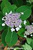 Hydrangea serrata 'Woodlander' flowers