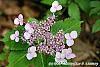 Hydrangea serrata 'Woodlander' flowers