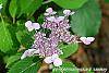 Hydrangea serrata 'Woodlander' flowers