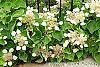 Schizophragma hydrangeoides flowers